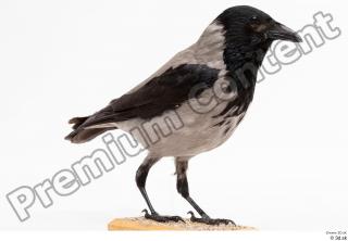 Carrion crow bird whole body 0002.jpg